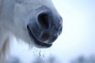 938289_horses_3