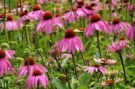 echinacea