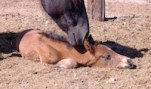 foal