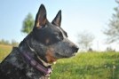working-dog